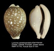 Lyncina camelopardalis sharmiensis